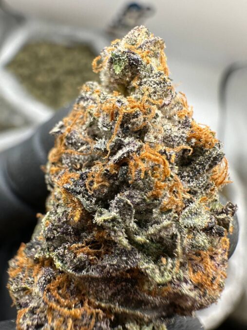is gelato the most powerful strain uk?